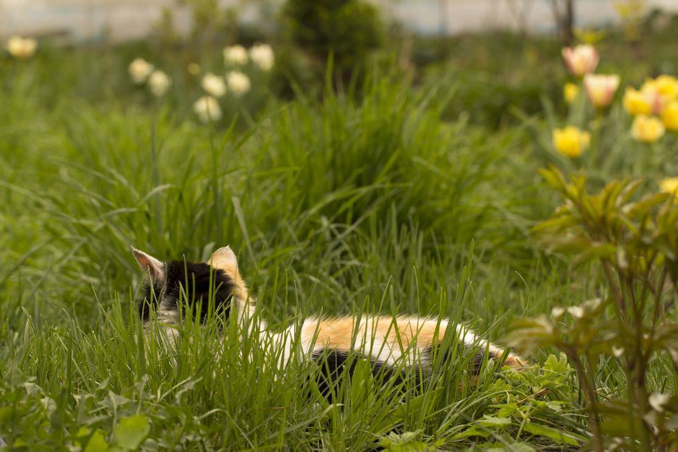 The white cat with red and black spots, lies in a green grass