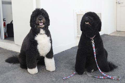 First dogs Bo and Sunny Obama wait to go for a romp on the South Lawn of the White House.