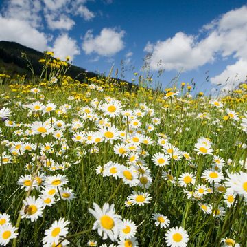 the world's most beautiful flower field has been revealed