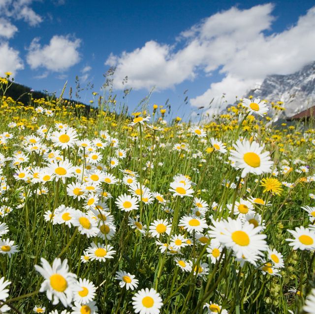 the world's most beautiful flower field has been revealed