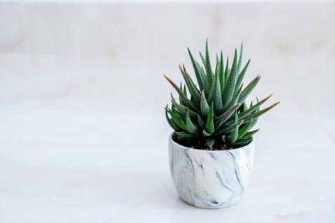 the zebra plant haworthia fasciata a tree used for decoration in a house on a white background