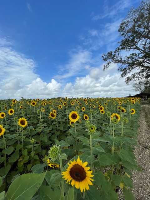 field of sunflowers with a gravel road beside it and a large tree partially in the frame