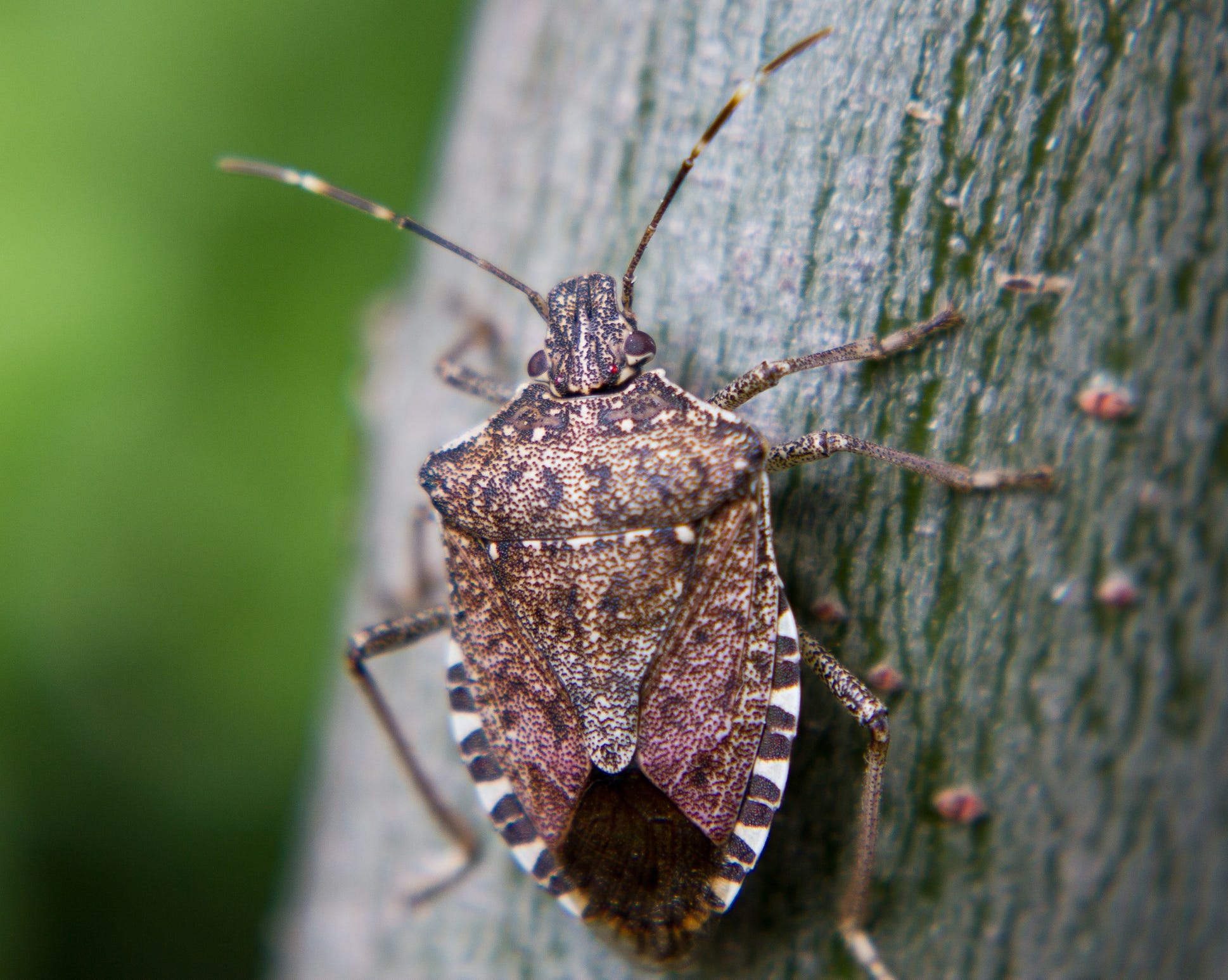 are stink bugs poisonous to dogs or harmful