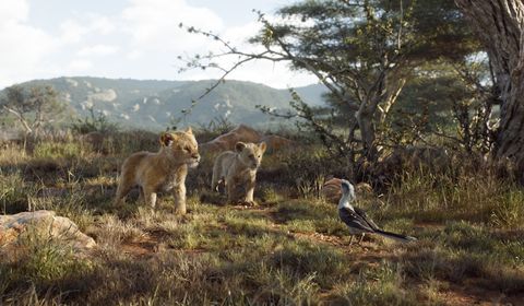 Wildlife, Lion, Safari, Felidae, Terrestrial animal, Nature reserve, Big cats, Adaptation, Savanna, National park, 
