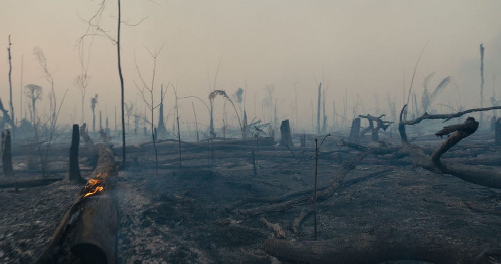Het thuisland van het UruEuWauWauvolk wordt door vlammen verteerd nu kolonisten het bos rooien voor weiland De rundvleesproductie is verantwoordelijk voor het grootste deel van de ontbossing