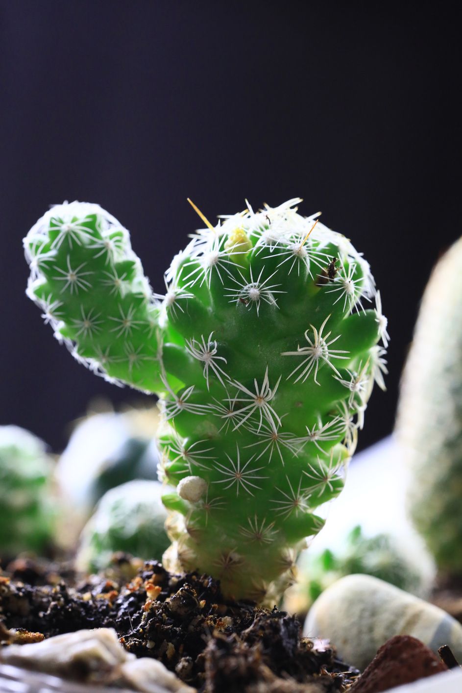 Best Types of Cactus - Indoor Cactus Plants to Grow