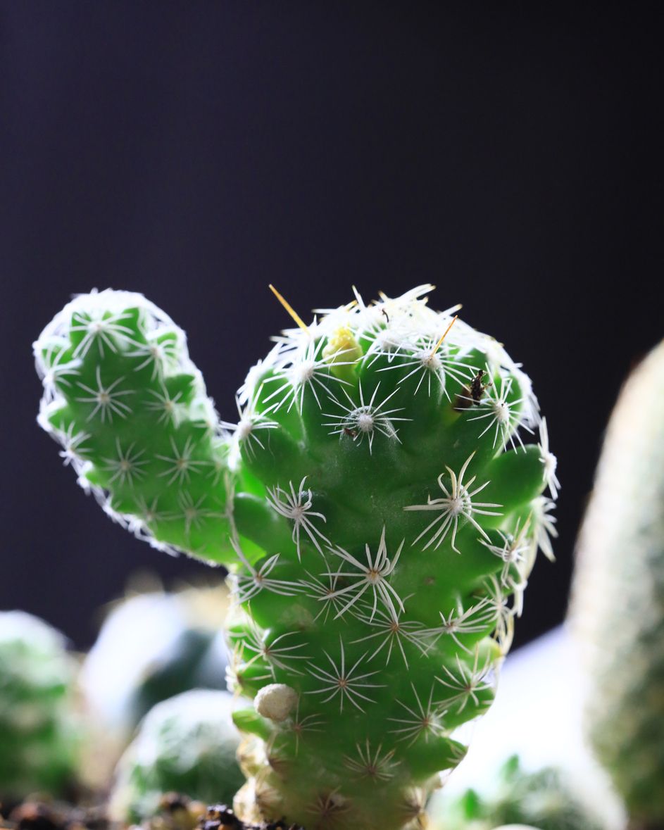 4 in. Cactus Artificial Plant (Set of 12)