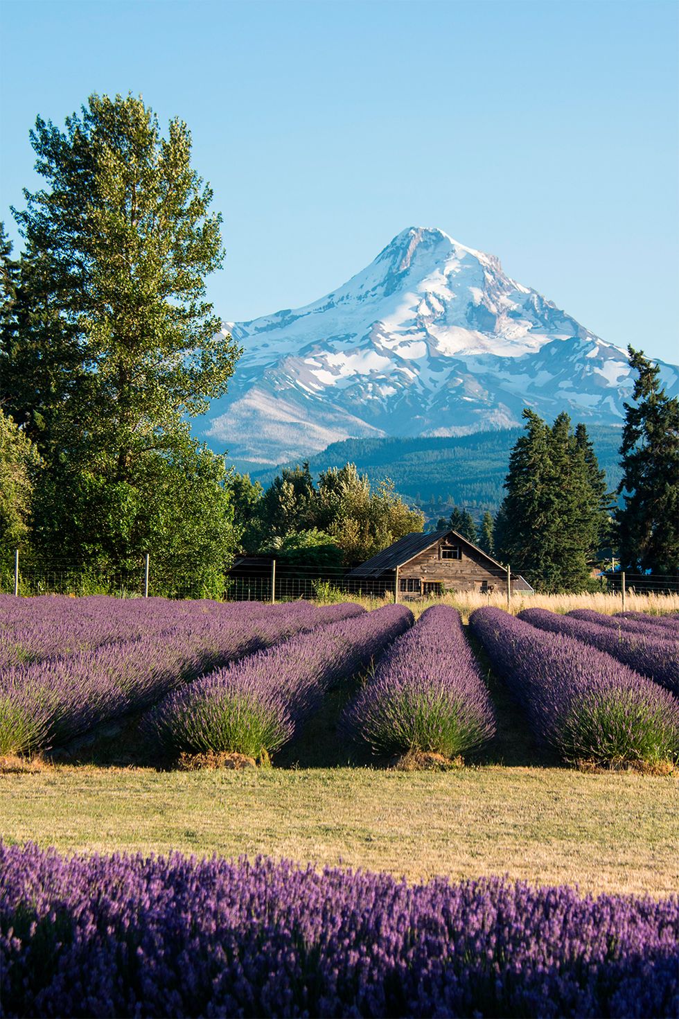 fields of lavender with a wooden house and a mountain peak behind them