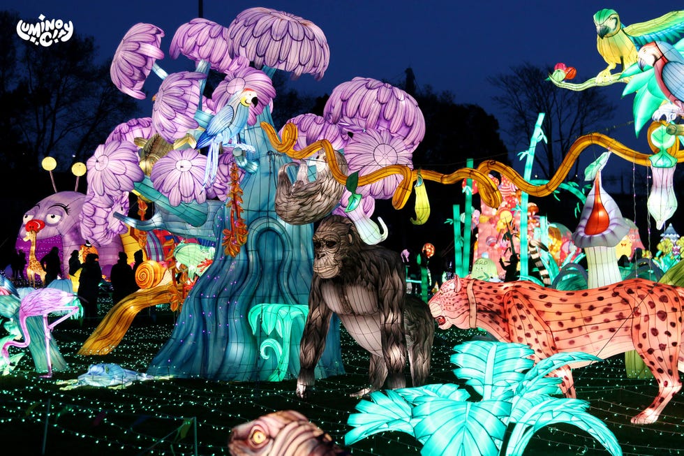 luminocity festival jungle lanternscape   things to do on new year's day