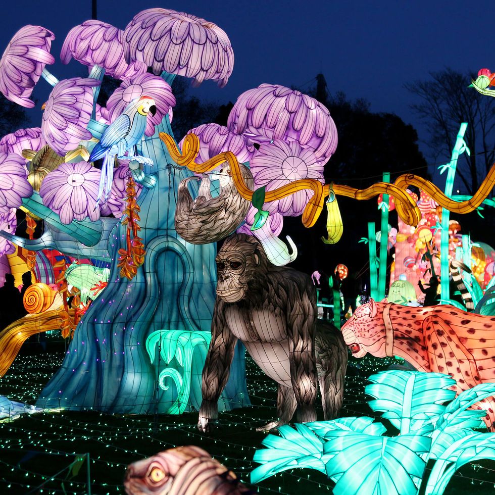 luminocity festival jungle lanternscape   things to do on new year's day