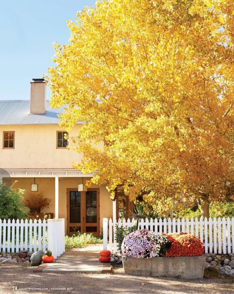 tree with yellow autumn foliage in front of stucco home with white picket fence and display of gourds and mums