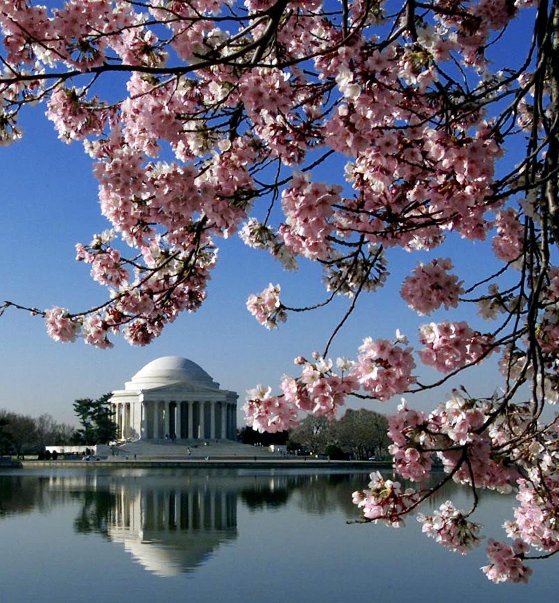 this 05 april 2001 photo shows cherry blossoms in