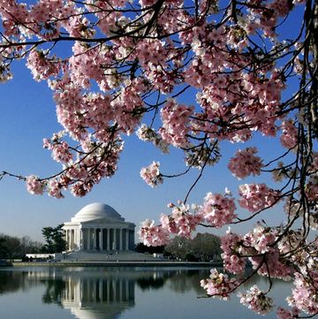 this 05 april 2001 photo shows cherry blossoms in