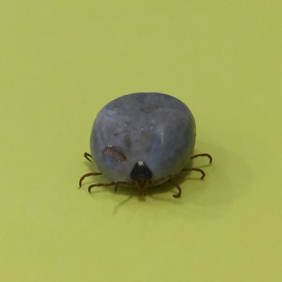 engorged adult lone star tick