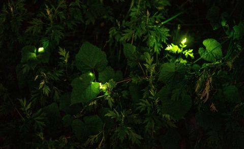 japan animal fireflies