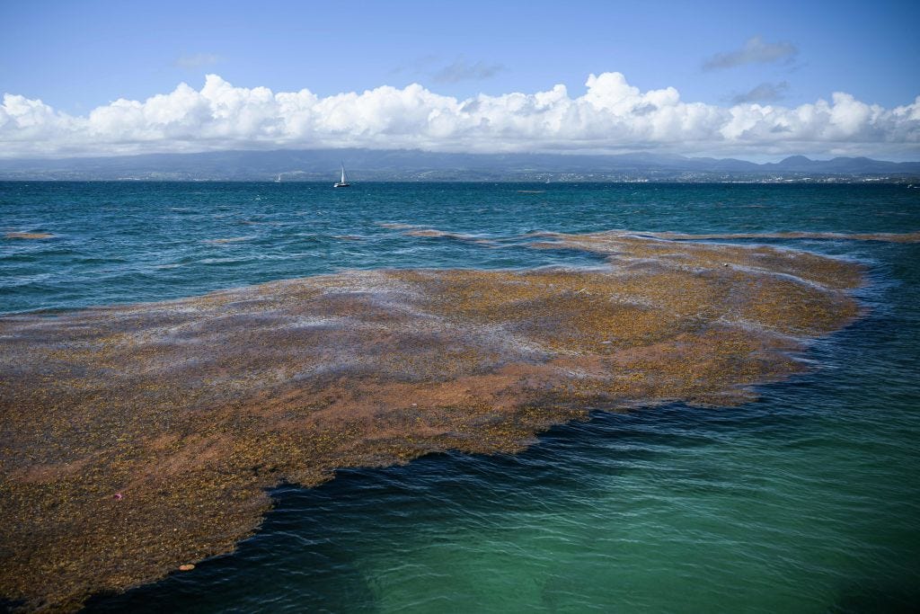 Testing the climate intervention potential of ocean afforestation using the  Great Atlantic Sargassum Belt