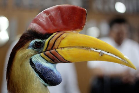 indonesia environment animal crime hornbill