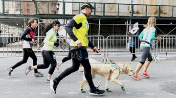 Running, Recreation, Sports, Canidae, Sporting Group, Exercise, Companion dog, Cani cross, 