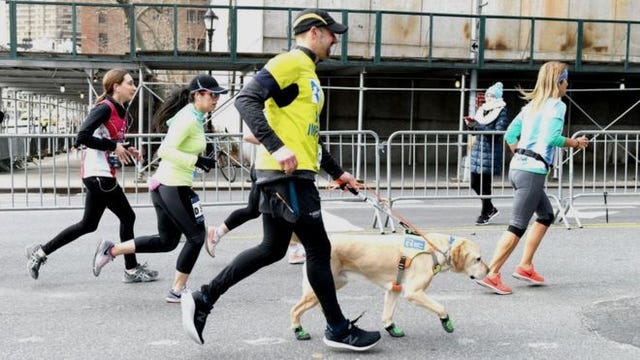 Running, Recreation, Sports, Canidae, Sporting Group, Exercise, Companion dog, Cani cross, 