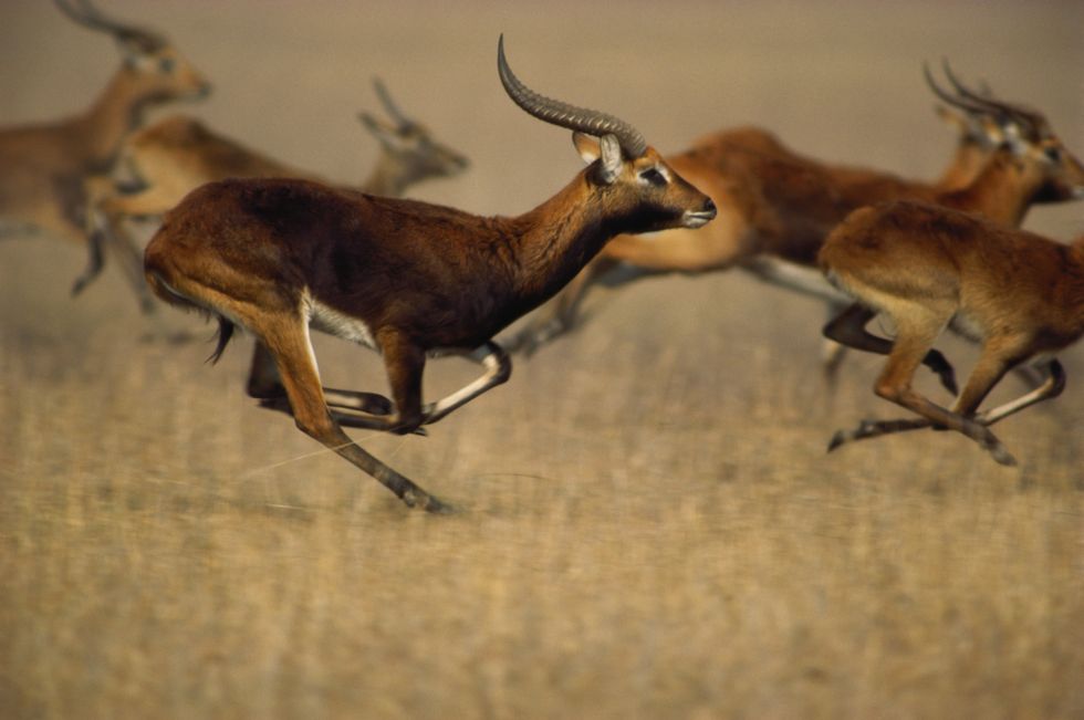 Thomson's gazelles running