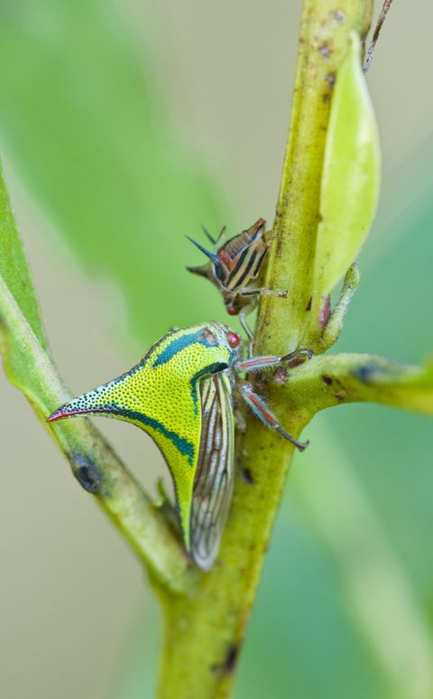 mimicry  thorn bugs, female and young nymph umbonia crassicornis