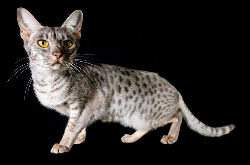 15 Hypoallergenic Cat Breeds for Someone With Allergies