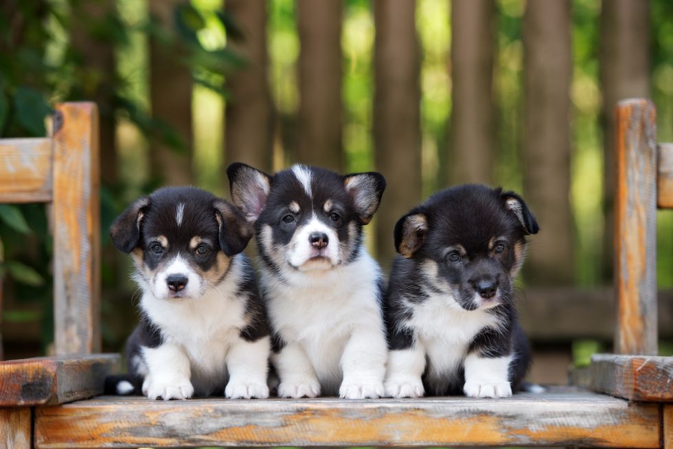three adorable welsh corgi puppies