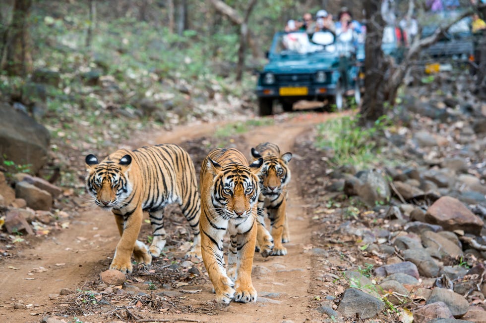 Safari holidays India Three bengal tigers in front of tourist car