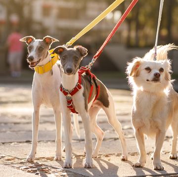 three dogs leashed at street and looking at camera