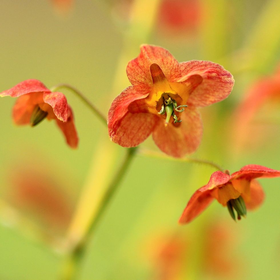 three floating blossoms