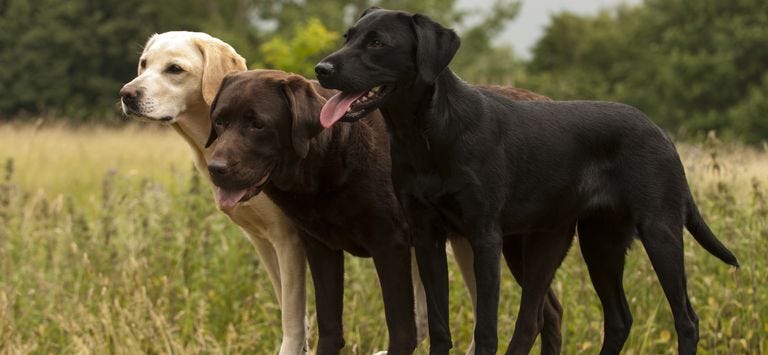 preview for 15 Cutest Dog Breeds