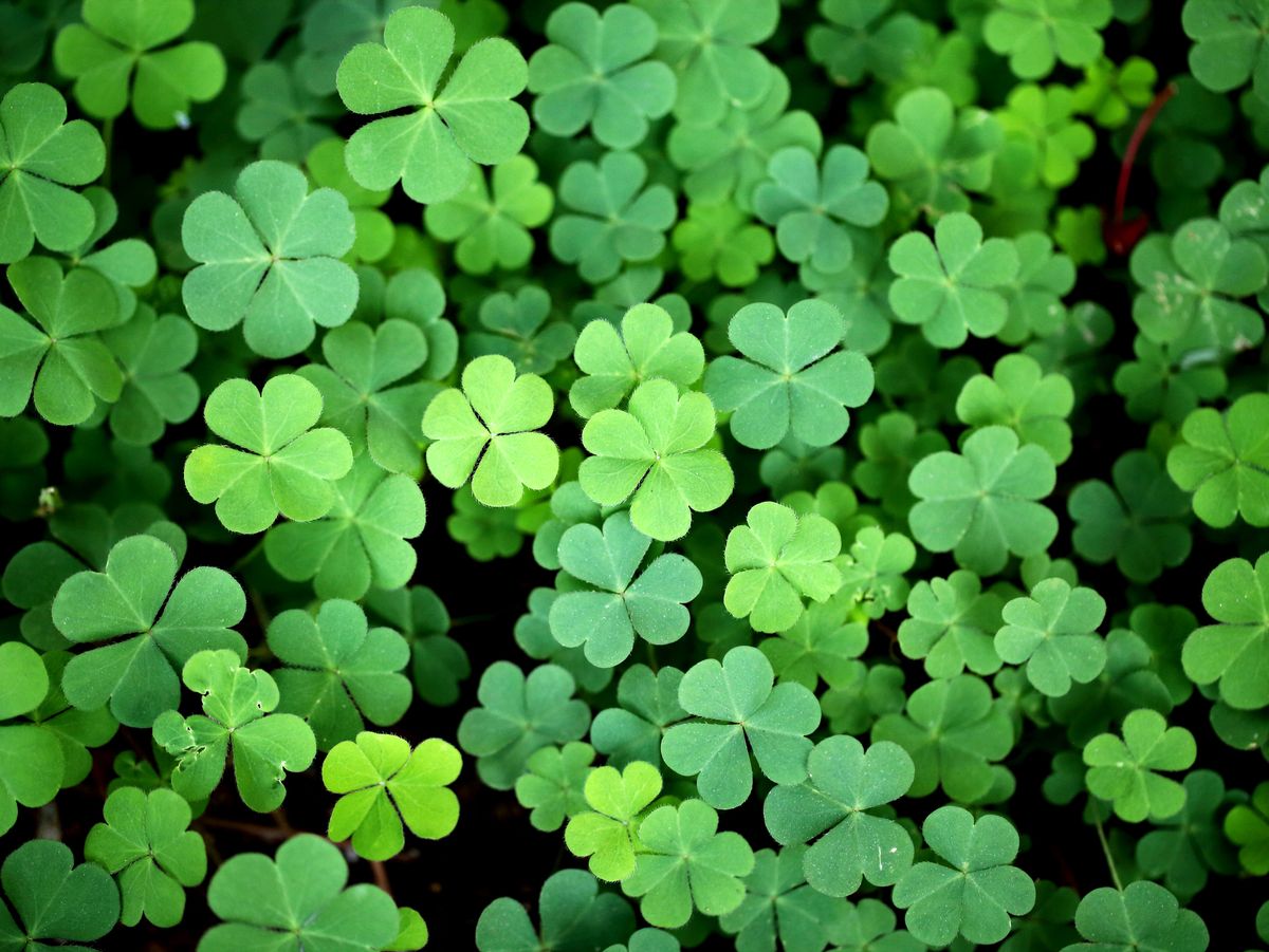 How to Take Care of a Shamrock Plant
