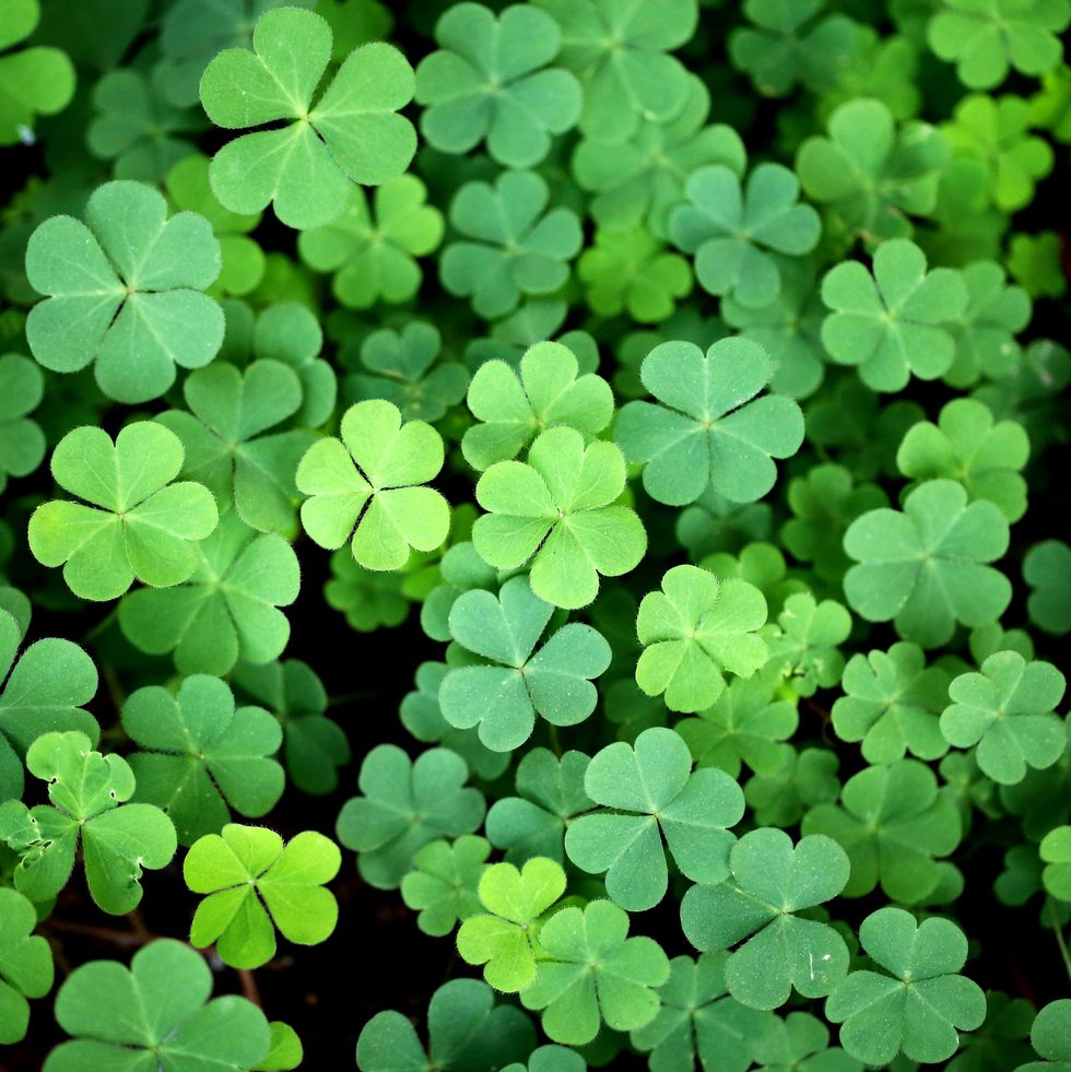 march baby names clover