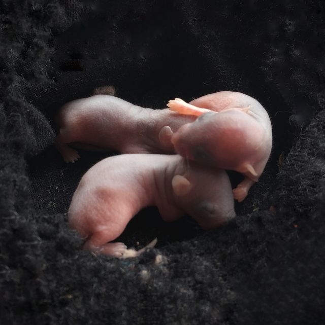 three newborn rats on black nest light pink softness skin