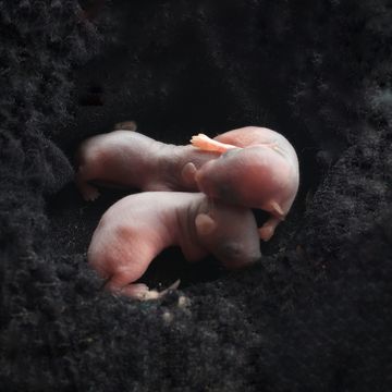 three newborn rats on black nest light pink softness skin