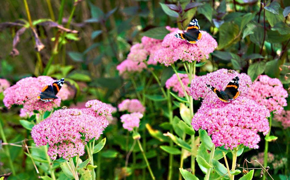 best perennials sedum