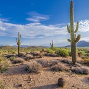 three saguaro cacti in the arizona desert
