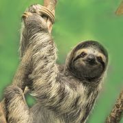 three toed sloth