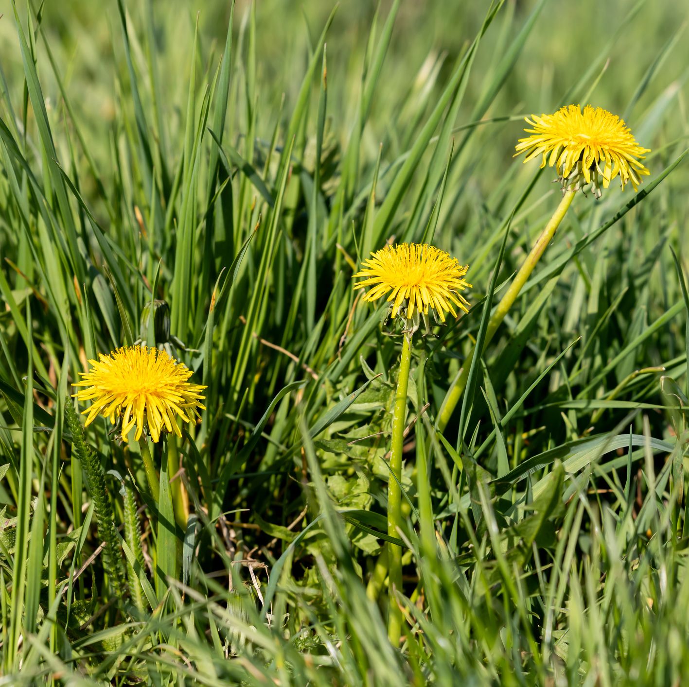We Discovered the Best Way to Get Rid of Dandelions In Your Yard For Good