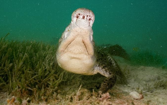 Achter de schermen bij een krokodilaanval