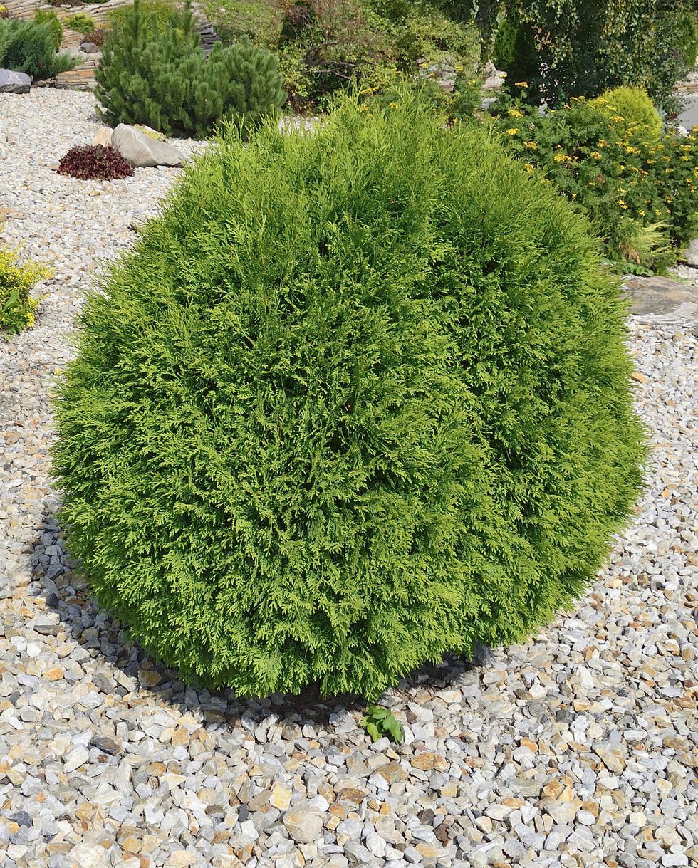 evergreen arborvitae globe form