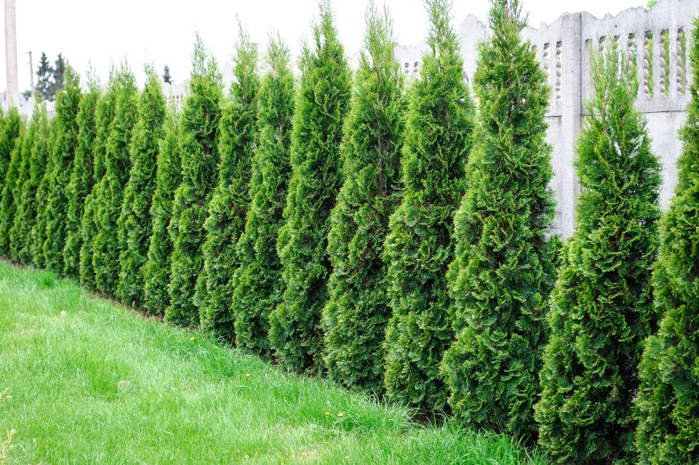 thuja green giant