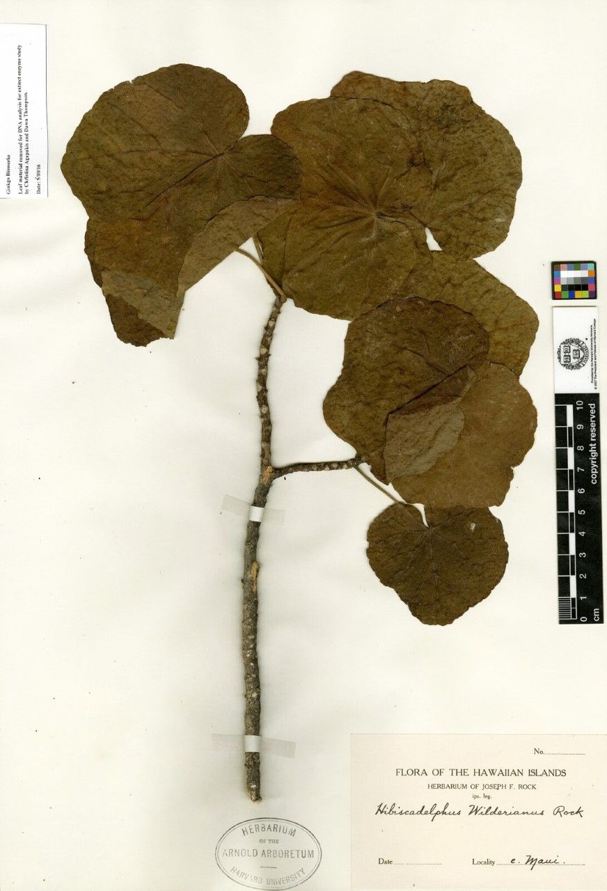 Orbexilum stipulatum