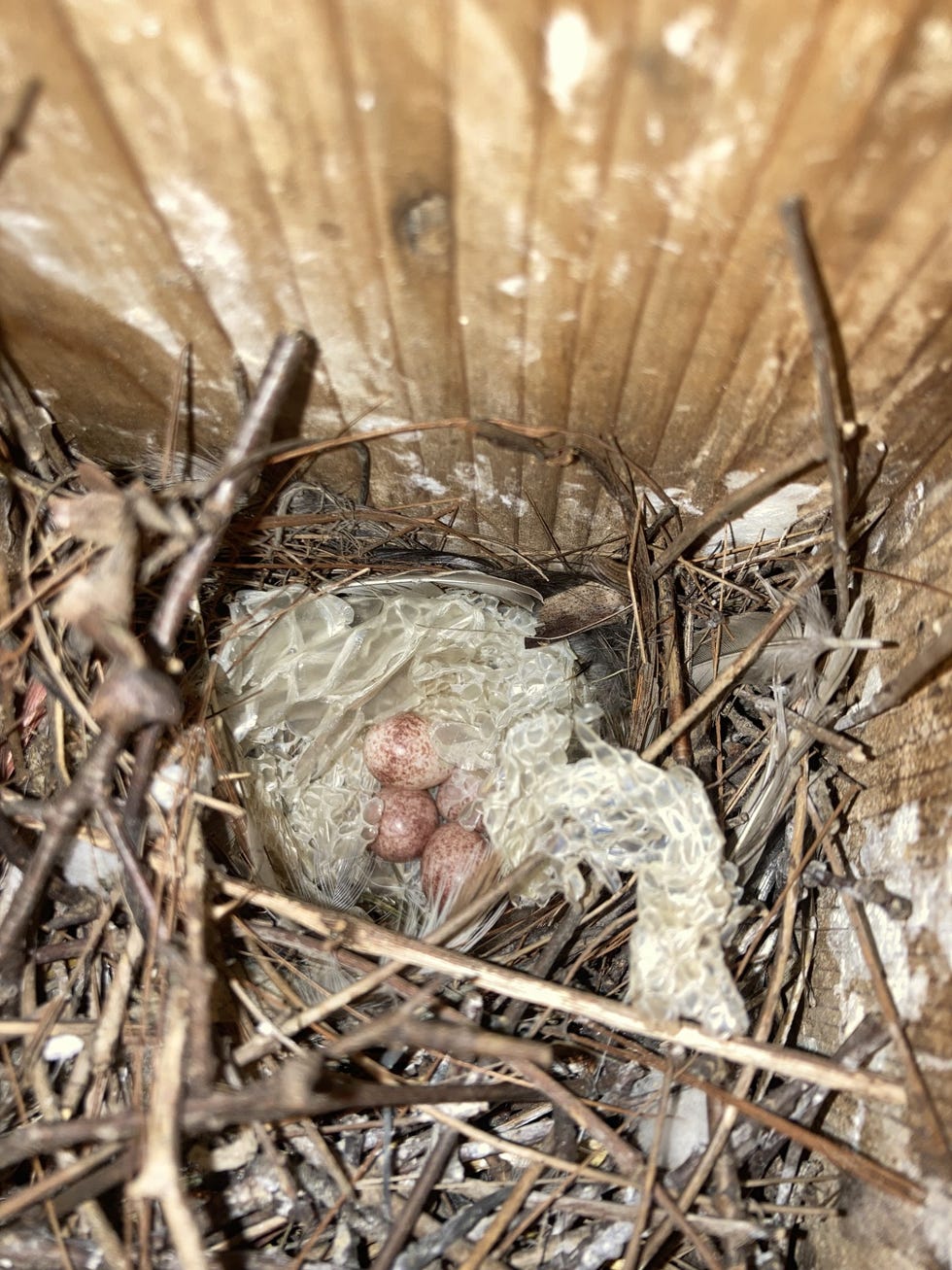 vogelnest met eieren en slangenhuid tussen natuurlijke materialen