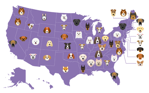 dogs by state