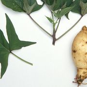 recipes for sweet potato greens