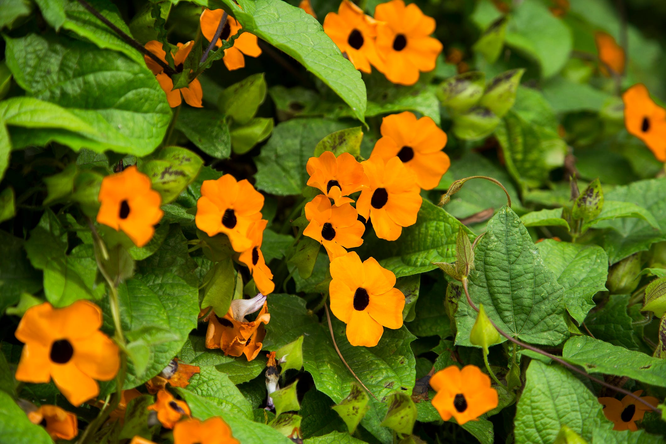 thunbergia alata