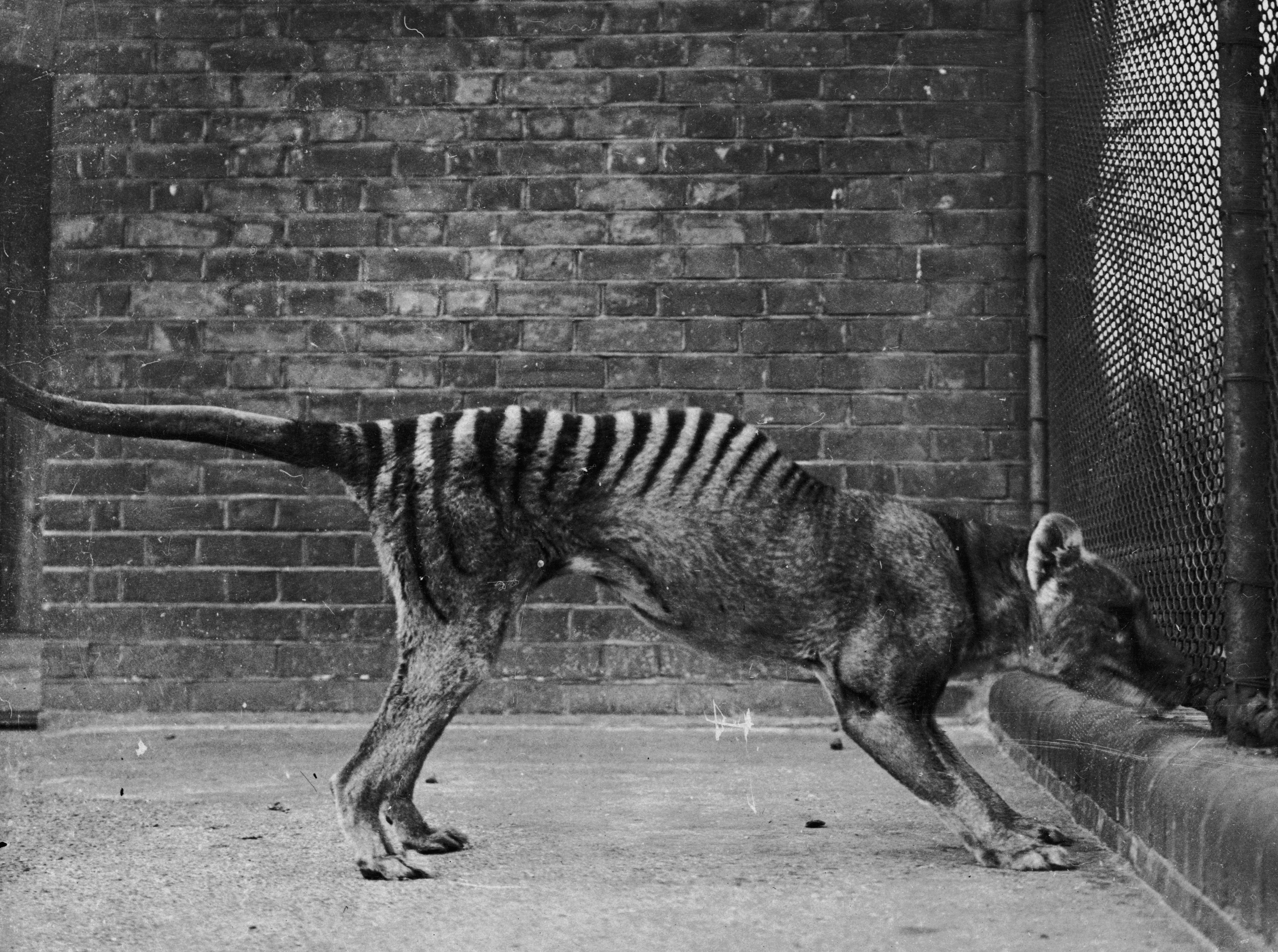 Scientists Are Planning to Resurrect the Extinct Tasmanian Tiger