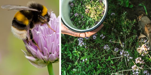 Bumble bee and hoverfly on chive flower / Womans hands holding bowl of freshly picked thyme
