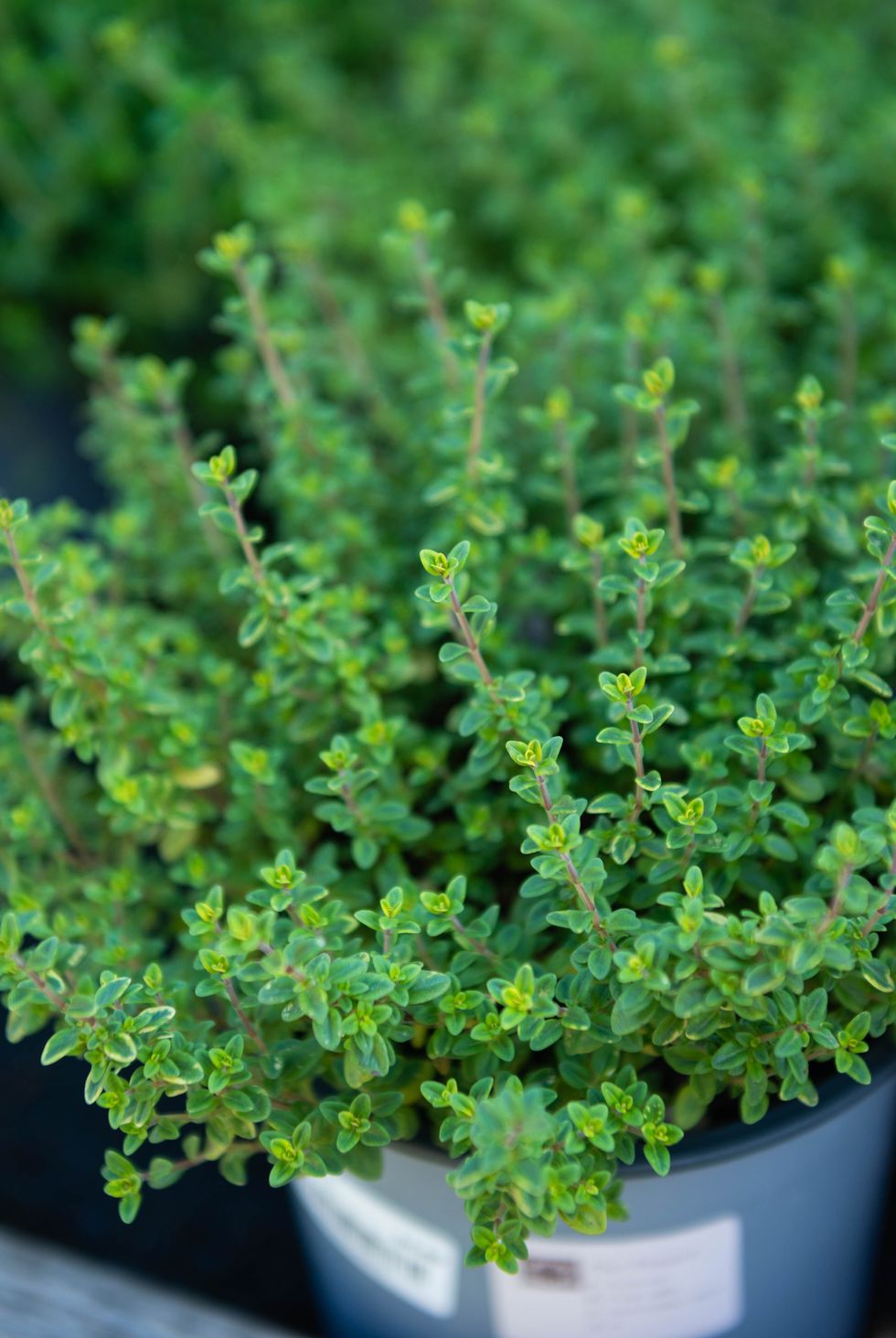 thyme herb plants grown in a pot